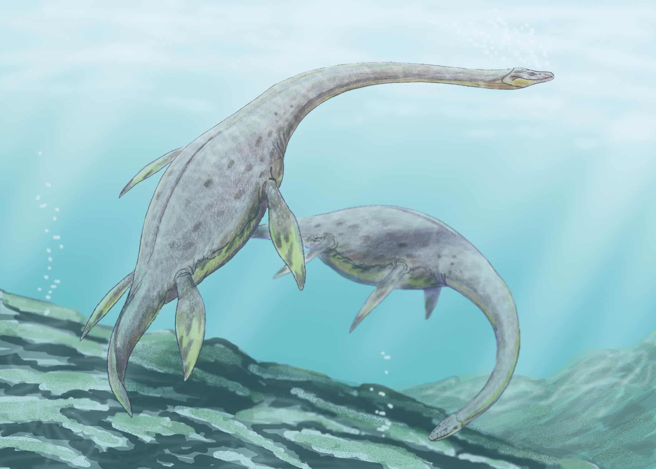 New study shows how longnecked plesiosaurs swam