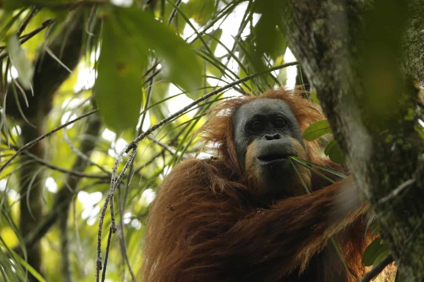 Scientists discover third Orangutan species. It's already threatened
