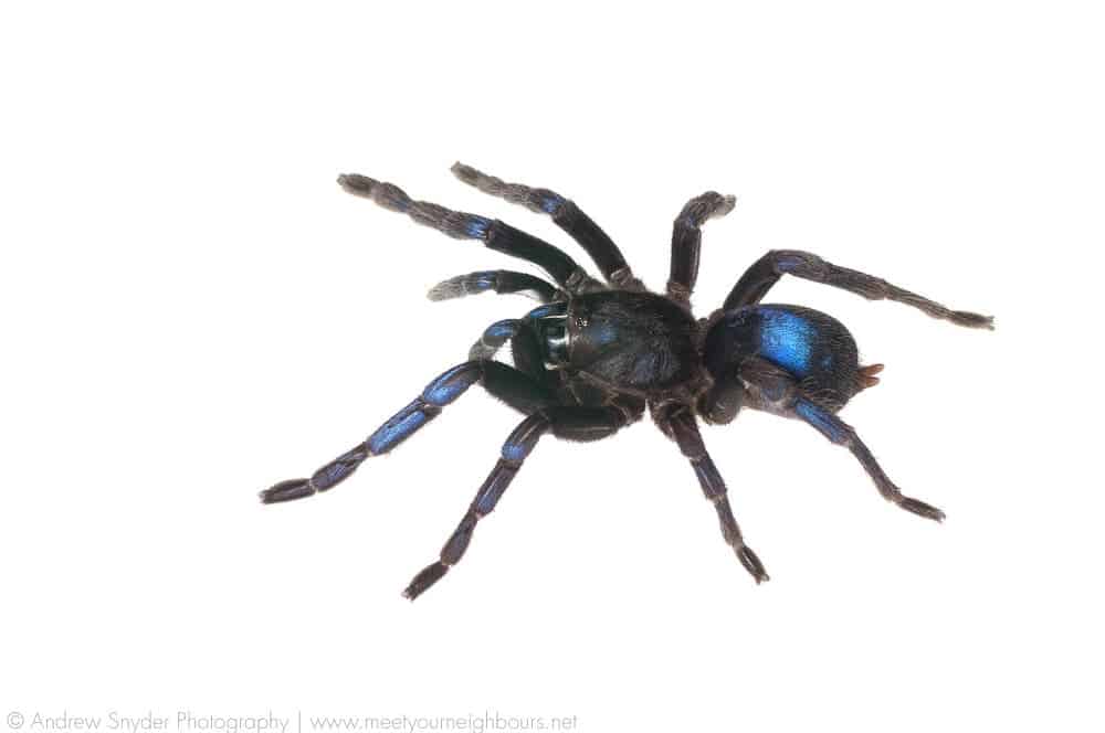 Cobalt Tarantulas