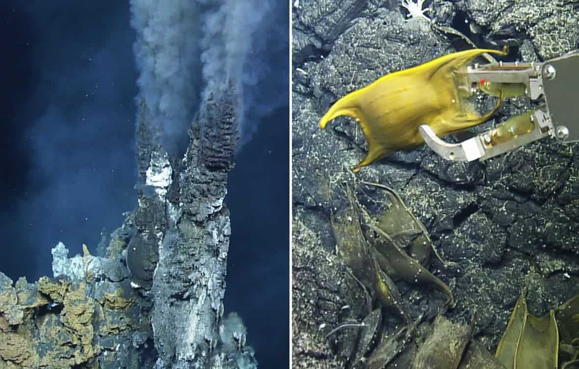 Deepsea marine animals lay eggs near hydrothermal vents so they hatch