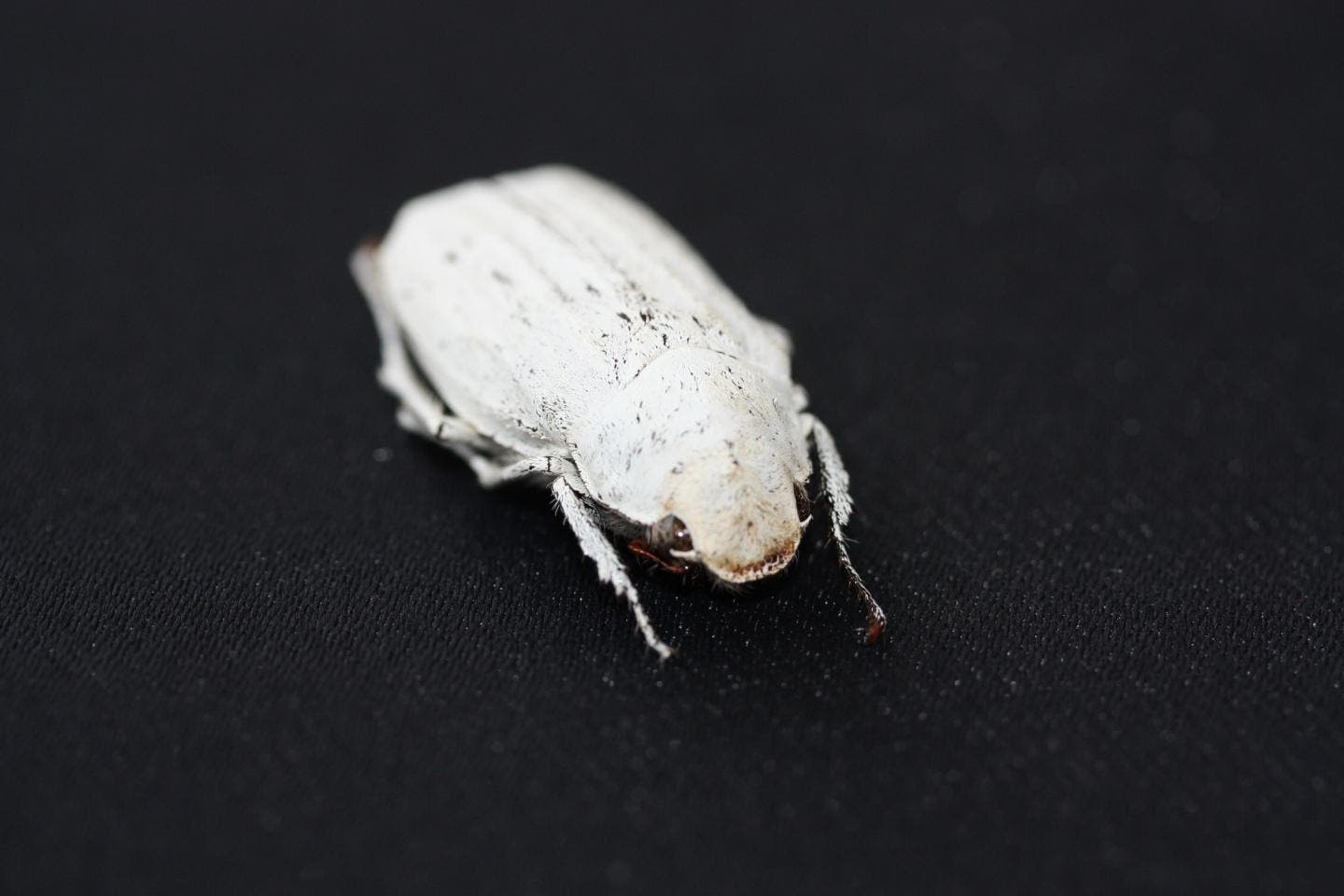 Scientists invent ultrawhite coating inspired by beetle scales
