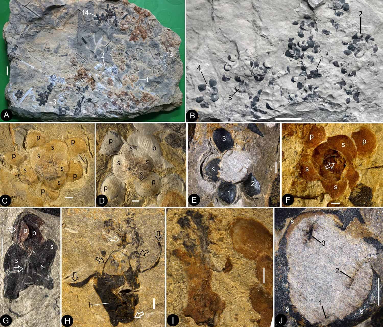 First flowering plants may have appeared 50 million years earlier than