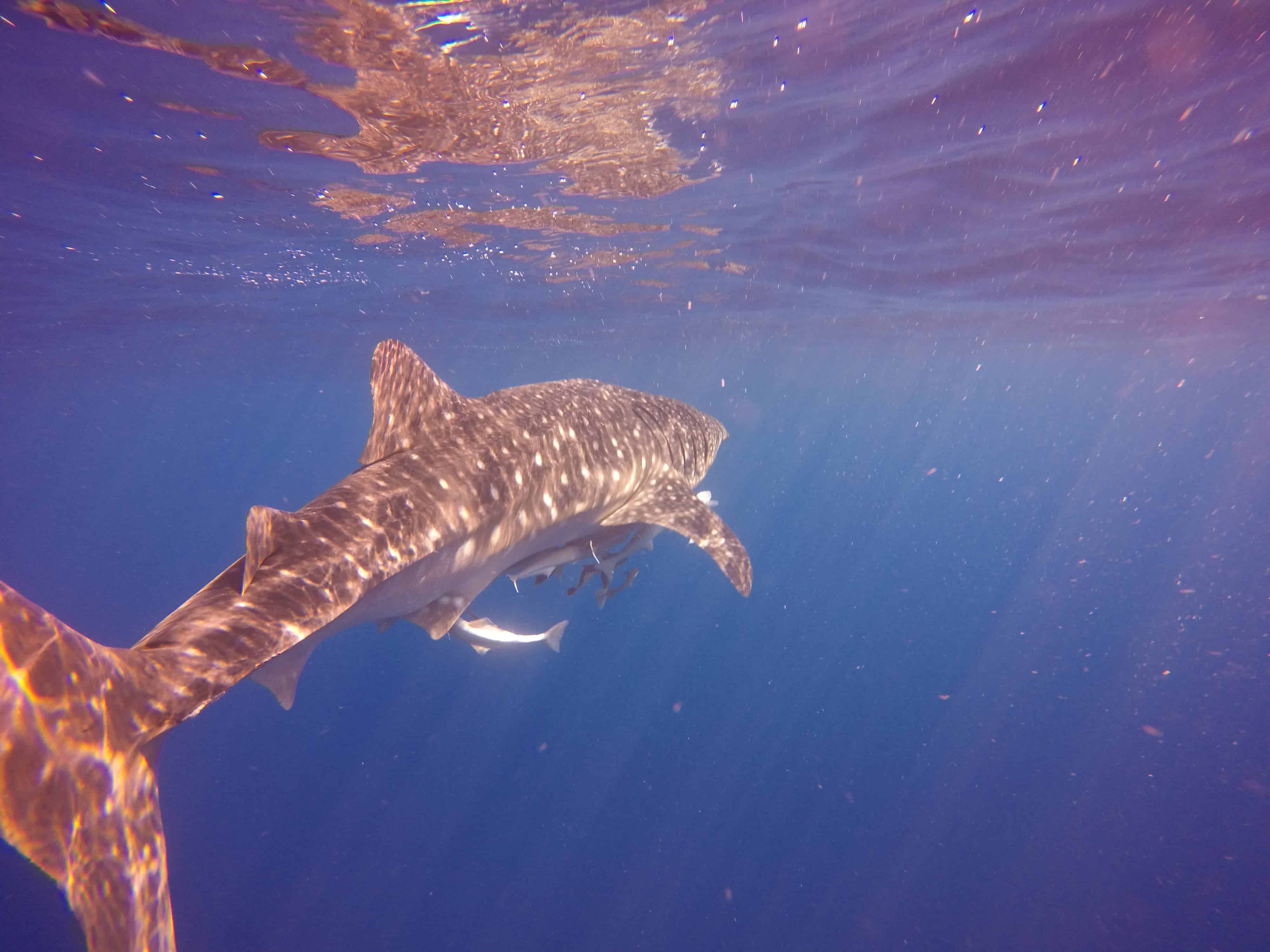 Diet check the whale shark is more "vegetarian" than we thought