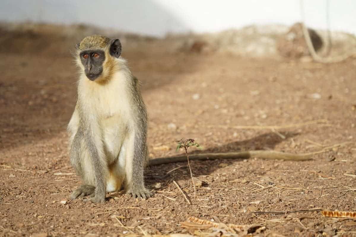African green monkeys howling at drones teach us about the evolution of