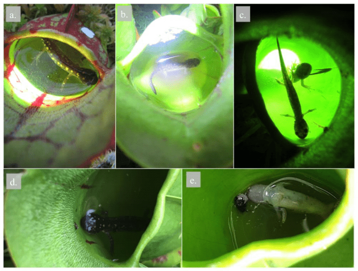 Researchers find salamandereating plants in Canadian provincial park