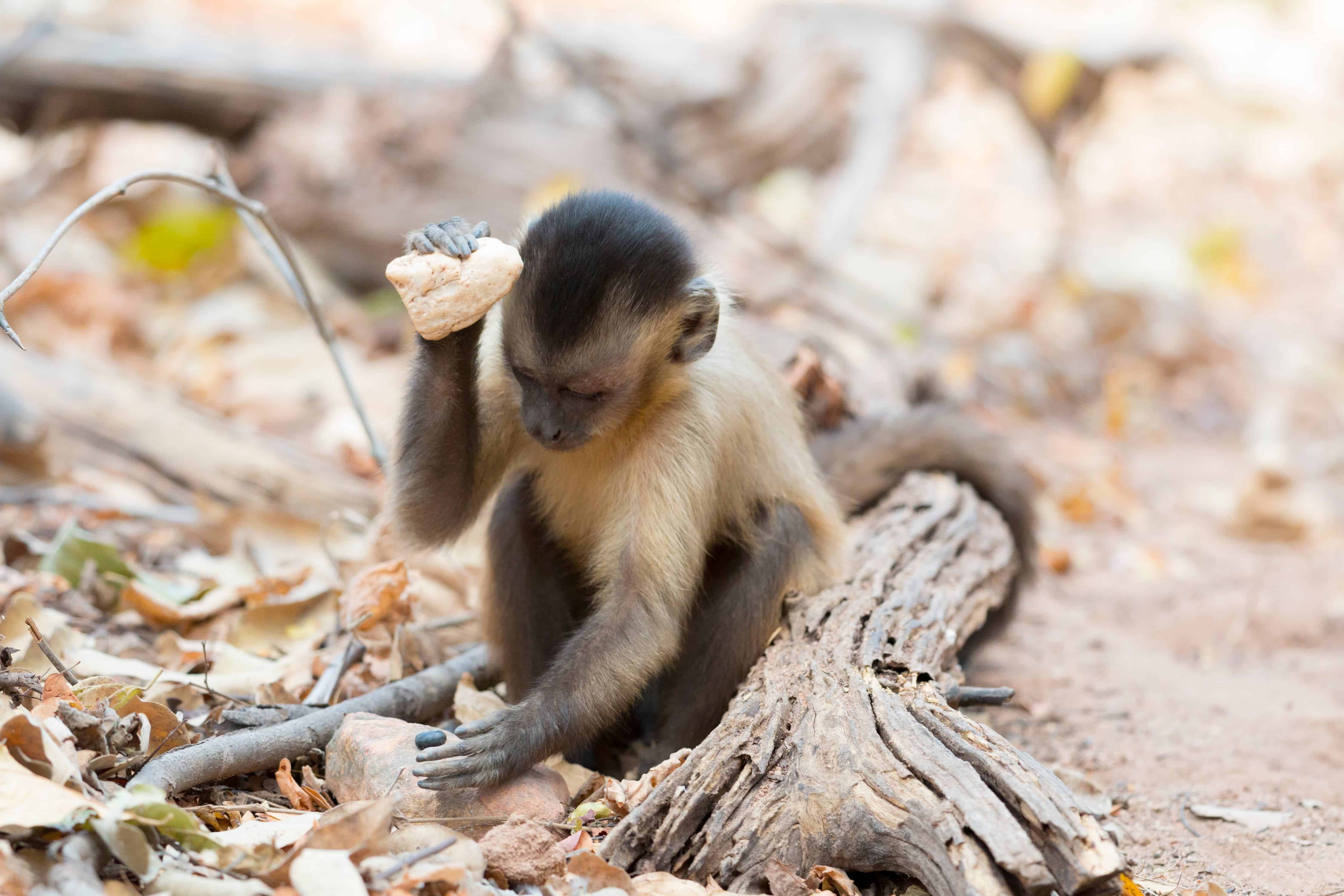 Capuchin monkeys are 3,000 years into their own Stone Age