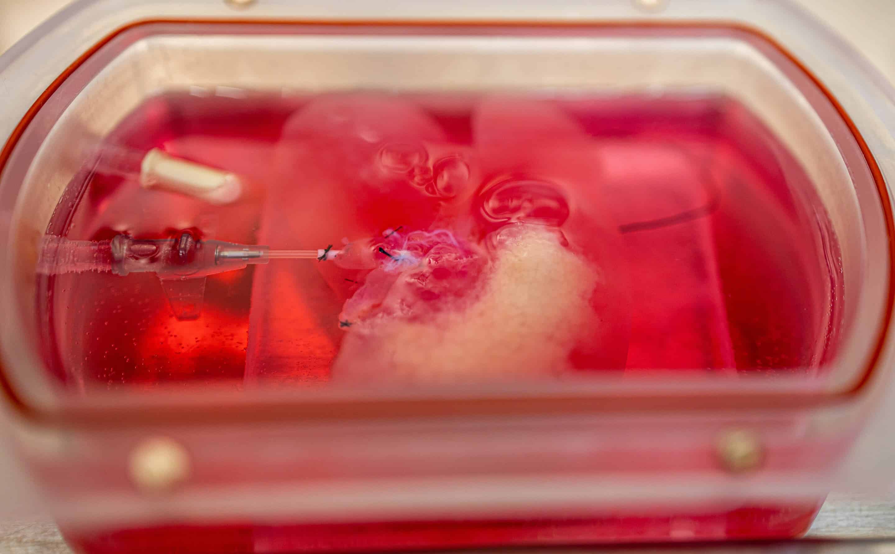 First labgrown mini livers will allow researchers to study the organ