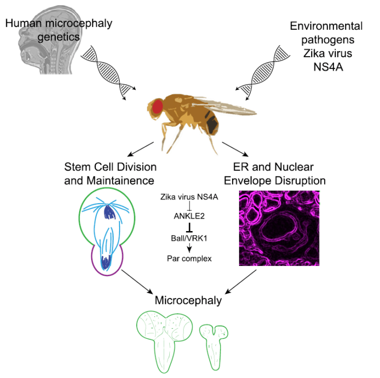 Rare mutations and the fruit fly explain how Zika causes