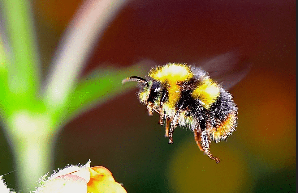 Want to save the bumblebees? See what plants they like