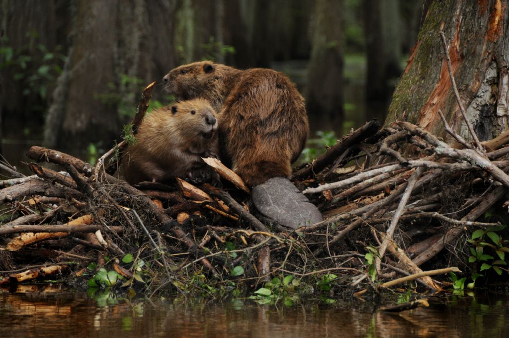Beavers to the rescue An unexpected ally against flooding and pollution