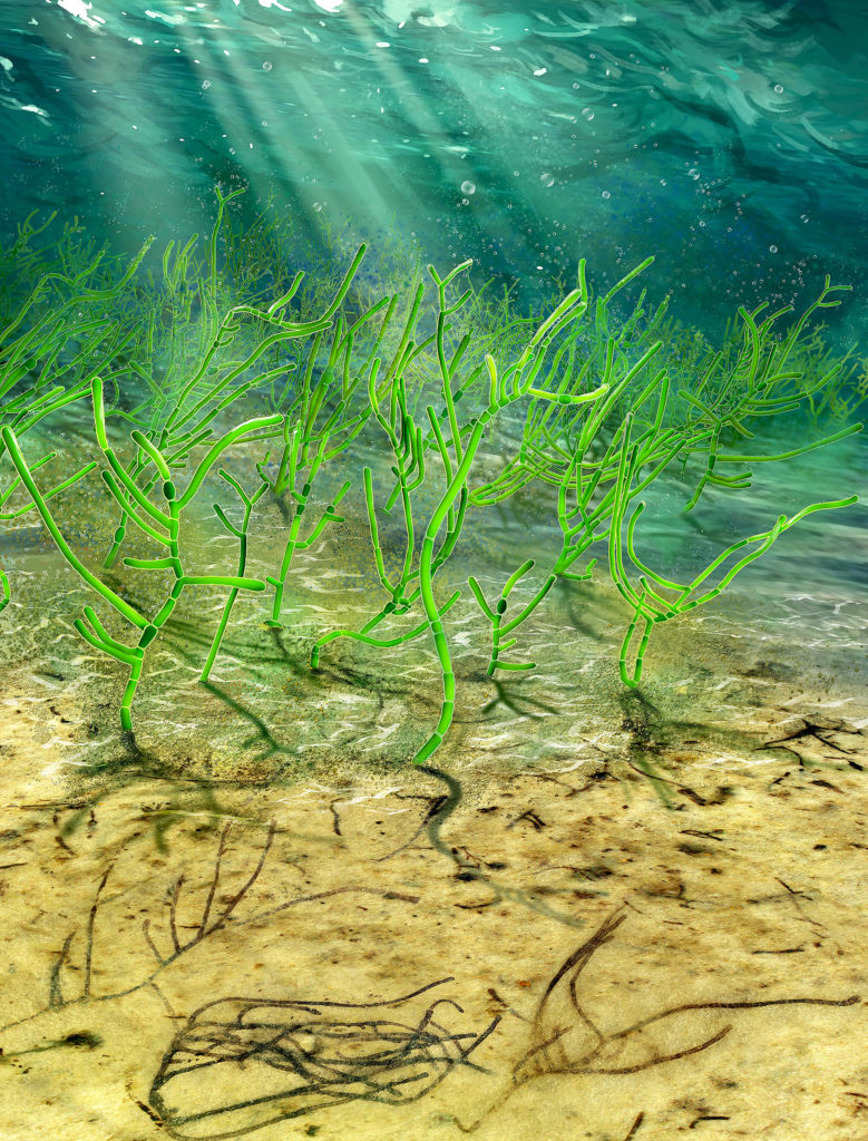 Billionyearold green algae is a relative of all plants