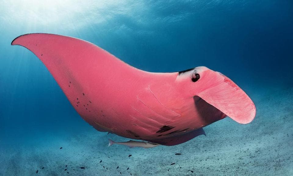 This is the only pink manta ray in the world and people are going