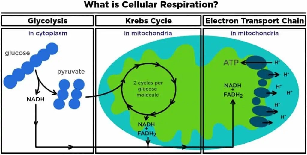What Is Cellular Respiration: From Food To Atp