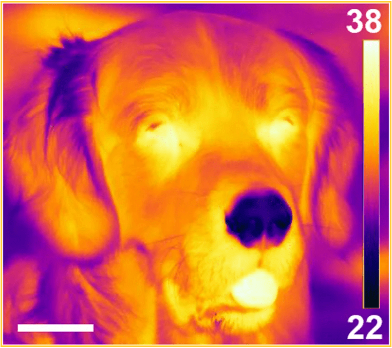 Is your dog's nose cold and wet or warm and dry? Both are normal