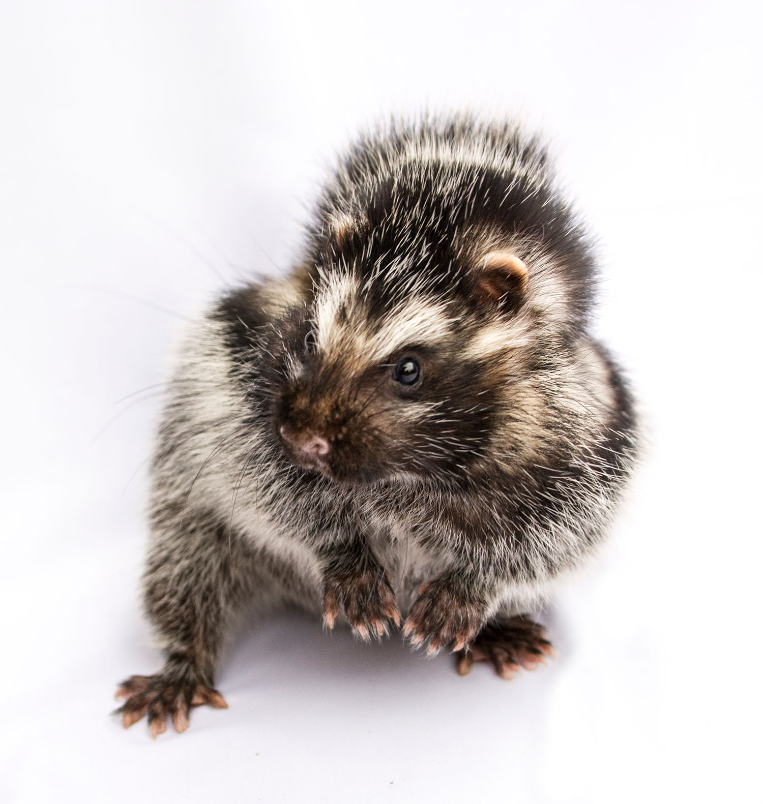 This African rat gnaws on a poisonous tree to make itself toxic to