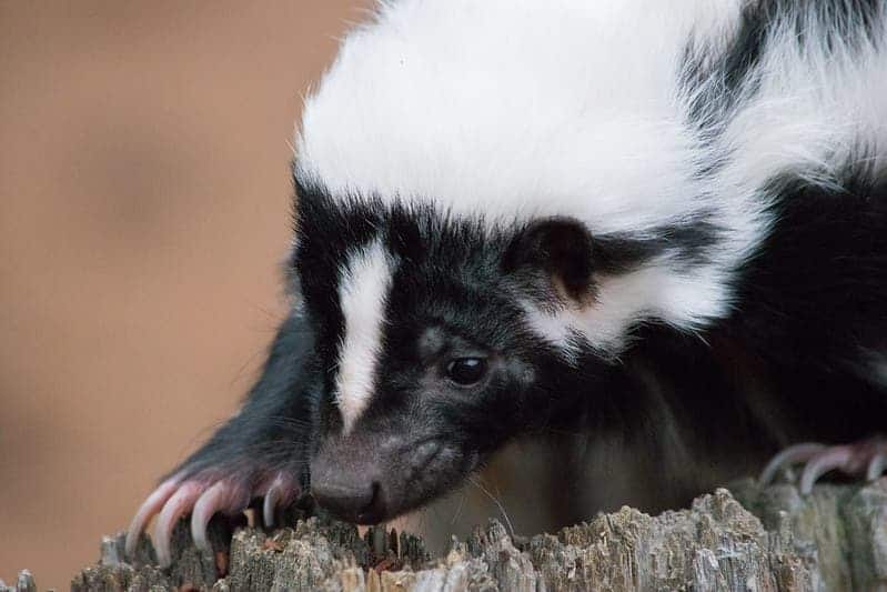 The chemicals that make skunks and some marijuana smell the same