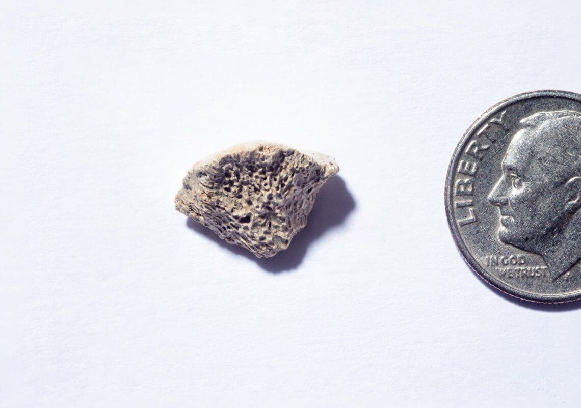 Ancient bone suggests humans migrated to North America with their dogs