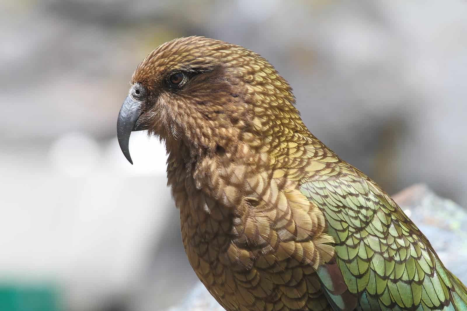 Endangered kea parrots can use touchscreen computers but they don't