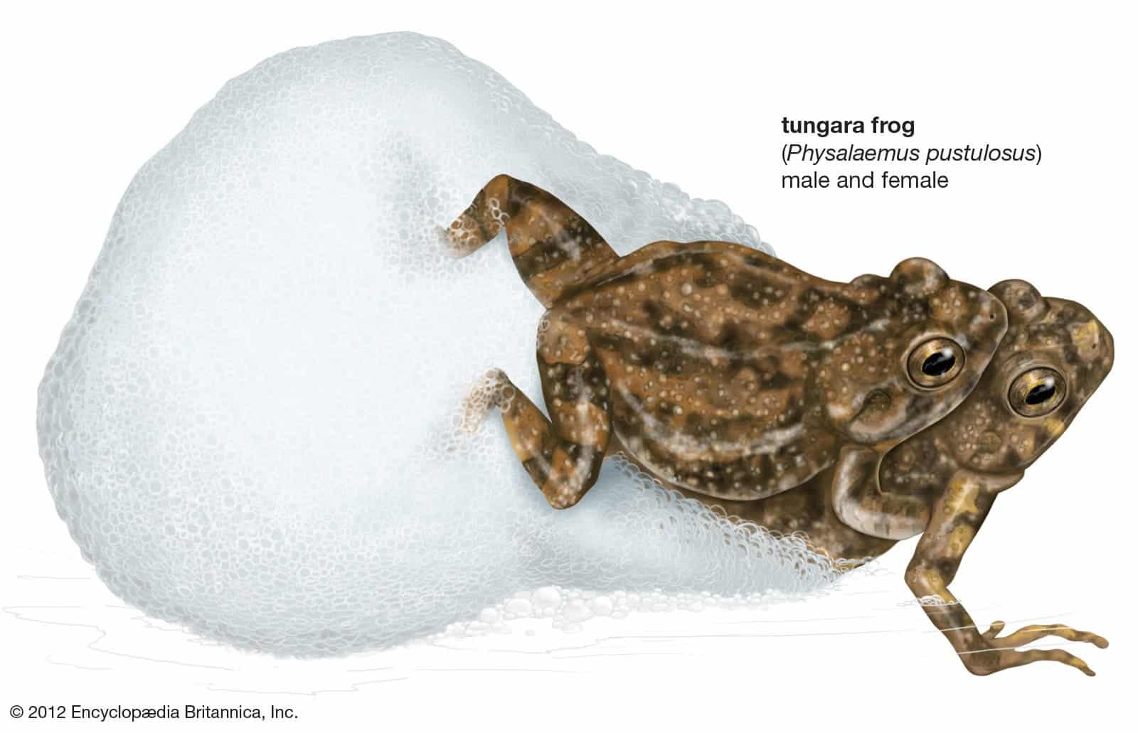 Foam produced during mating of tropical frogs could improve drug