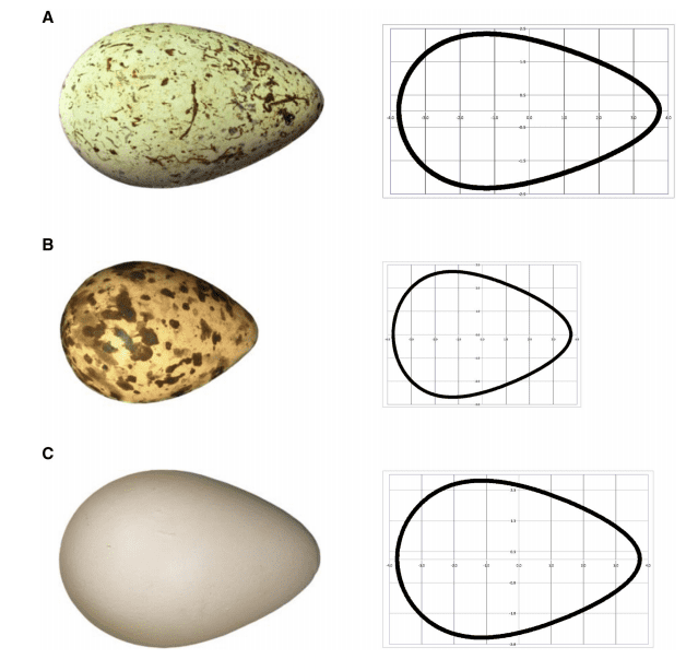 Why is an egg shaped like an egg? Turns out, there's some serious math