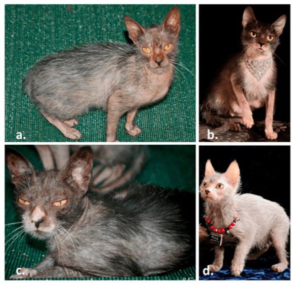 The wolf cat how this bizarre, adorable cat came to be