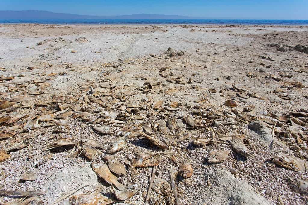 The Salton Sea, or the story of California's worst ecological disaster