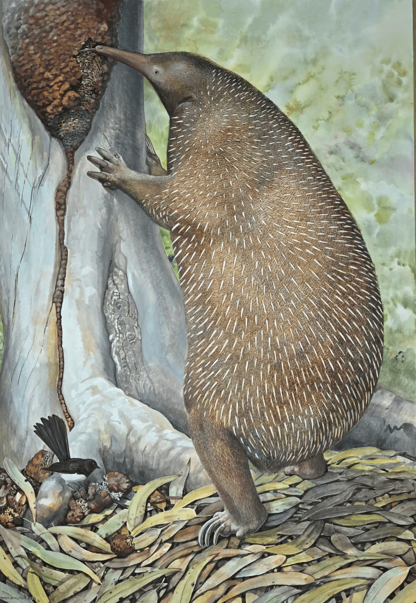 We now know how the bizarre platypus and echidna arrived to Australia