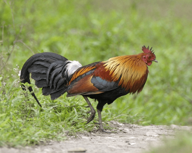 The unlikely story of how humans domesticated chicken and how rice