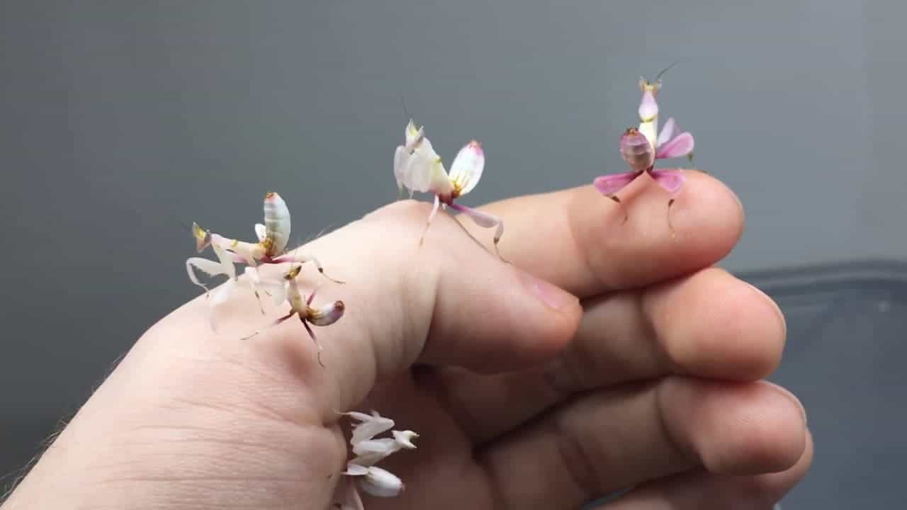 Meet the Orchid Mantis. No, this is not a flower