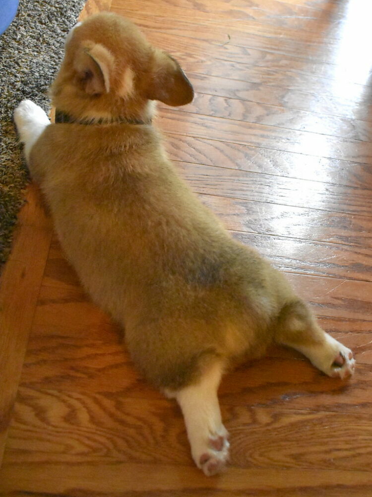 Why animals are 'splooting' to deal with the heat