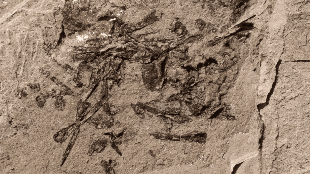 Prehistoric vomit reveals a banquet from millions of years ago