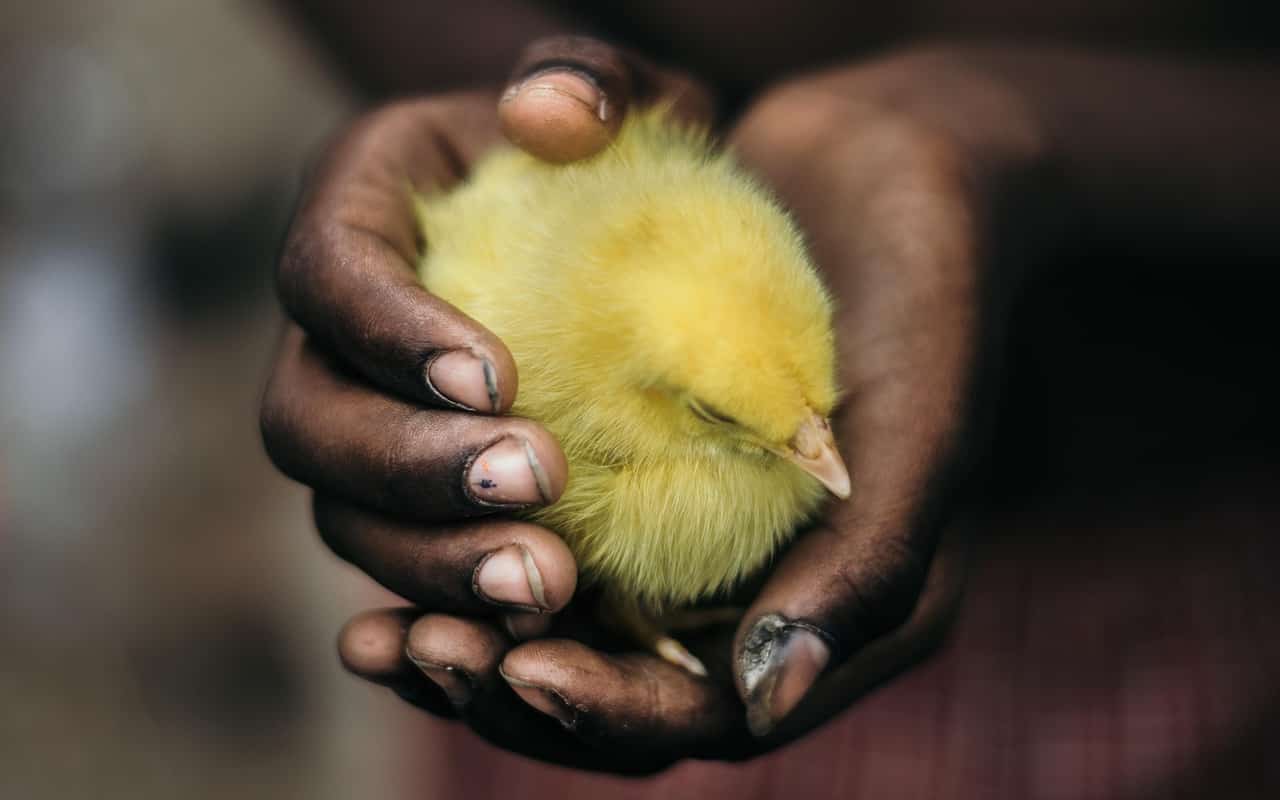 Billions of chicks are killed just because they're males. Geneedited