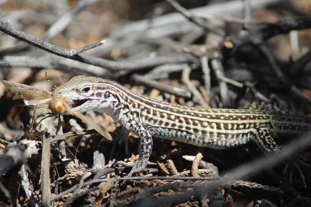 Stresseating lizards? Noise pollution drives Colorado checkered