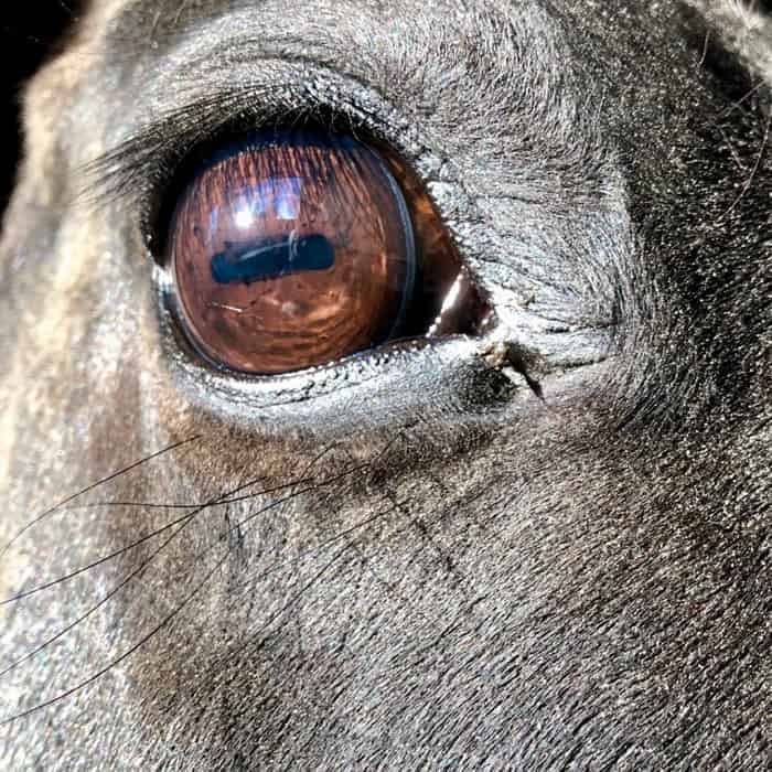 Why goats have really weird rectangular pupils