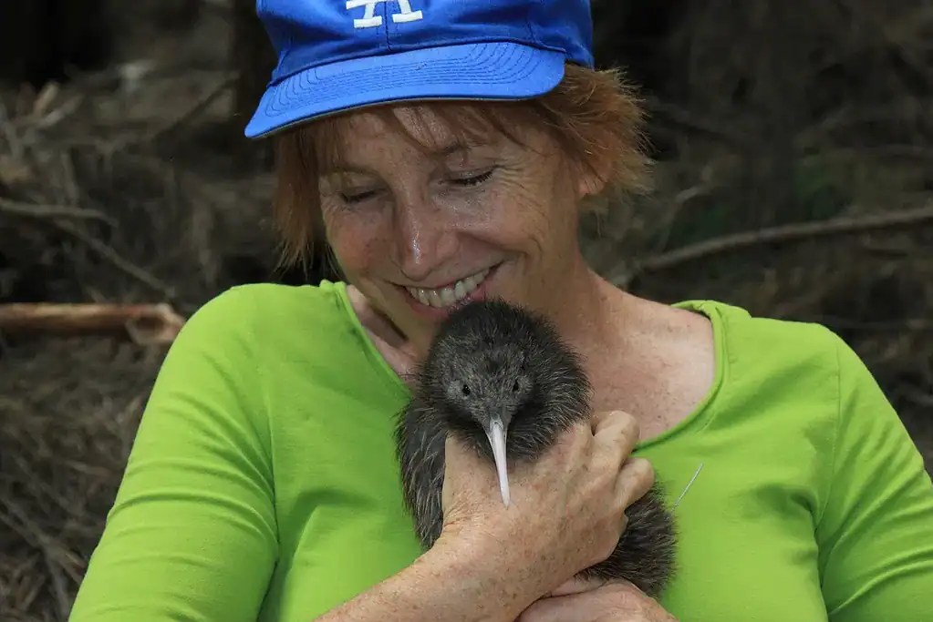 Kiwi birds facts some of the most unique birds