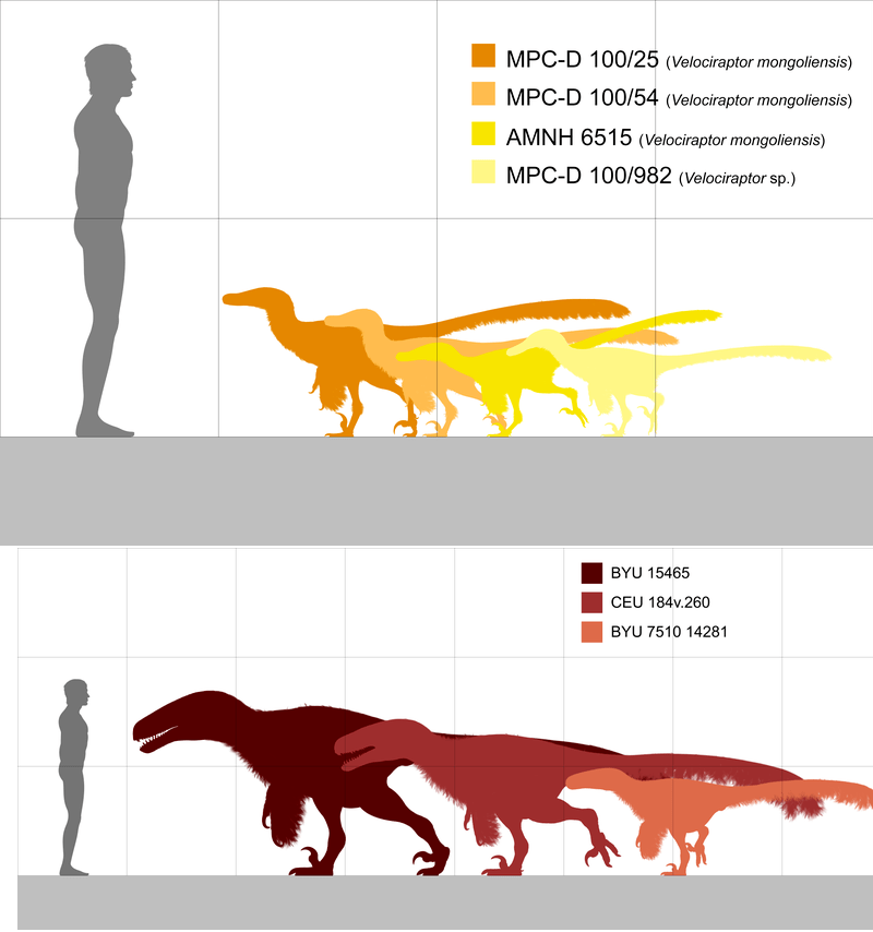 Velociraptor Size Comparison Jurassic Park