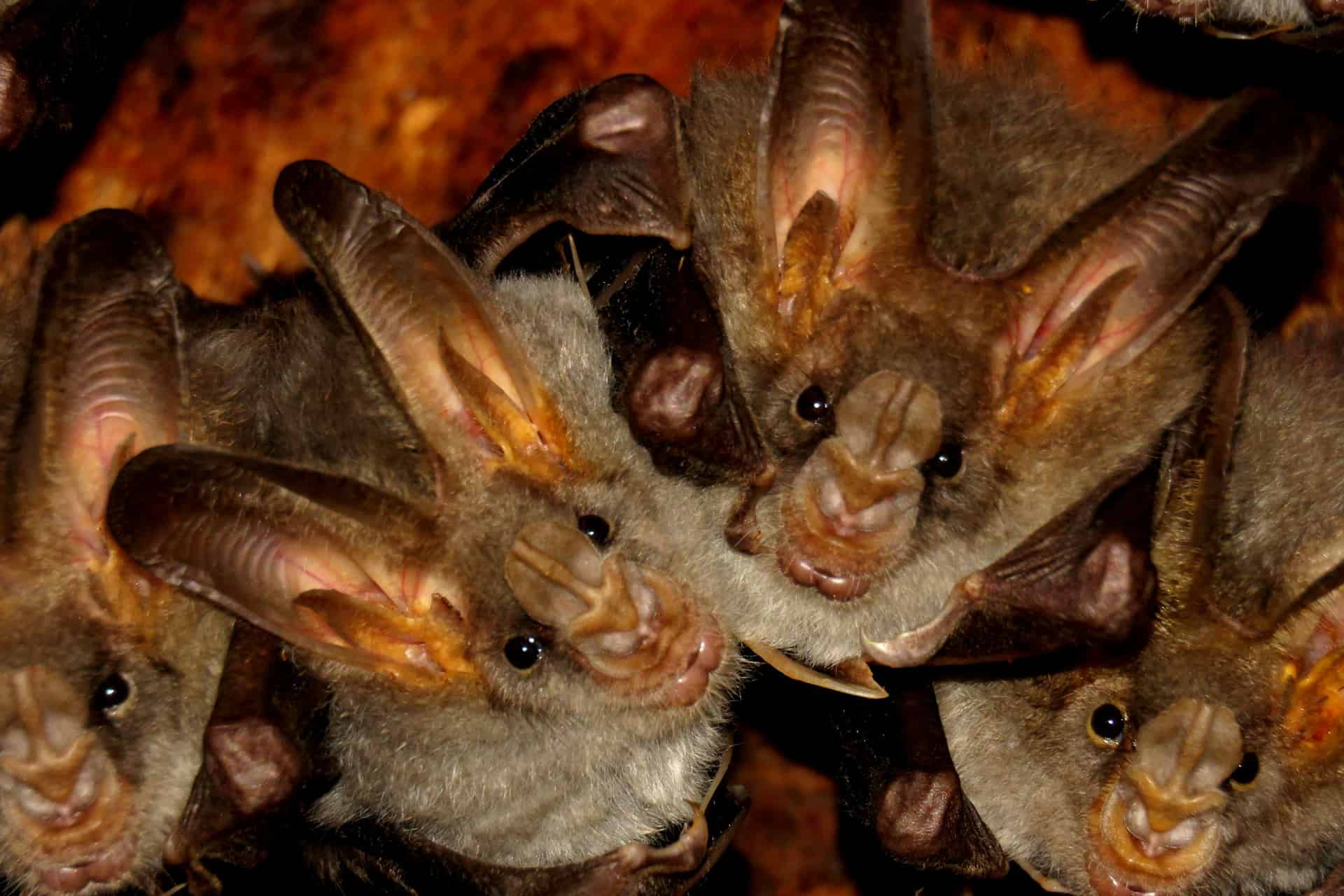 If we don't want another pandemic, we should do our best to leave bats