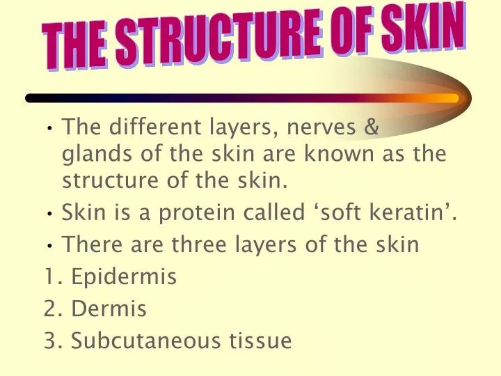PPT The different layers, nerves & glands of the skin are known as