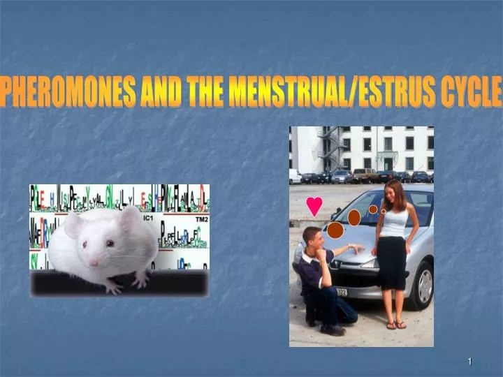PPT PHEROMONES AND THE MENSTRUAL/ESTRUS CYCLE PowerPoint Presentation