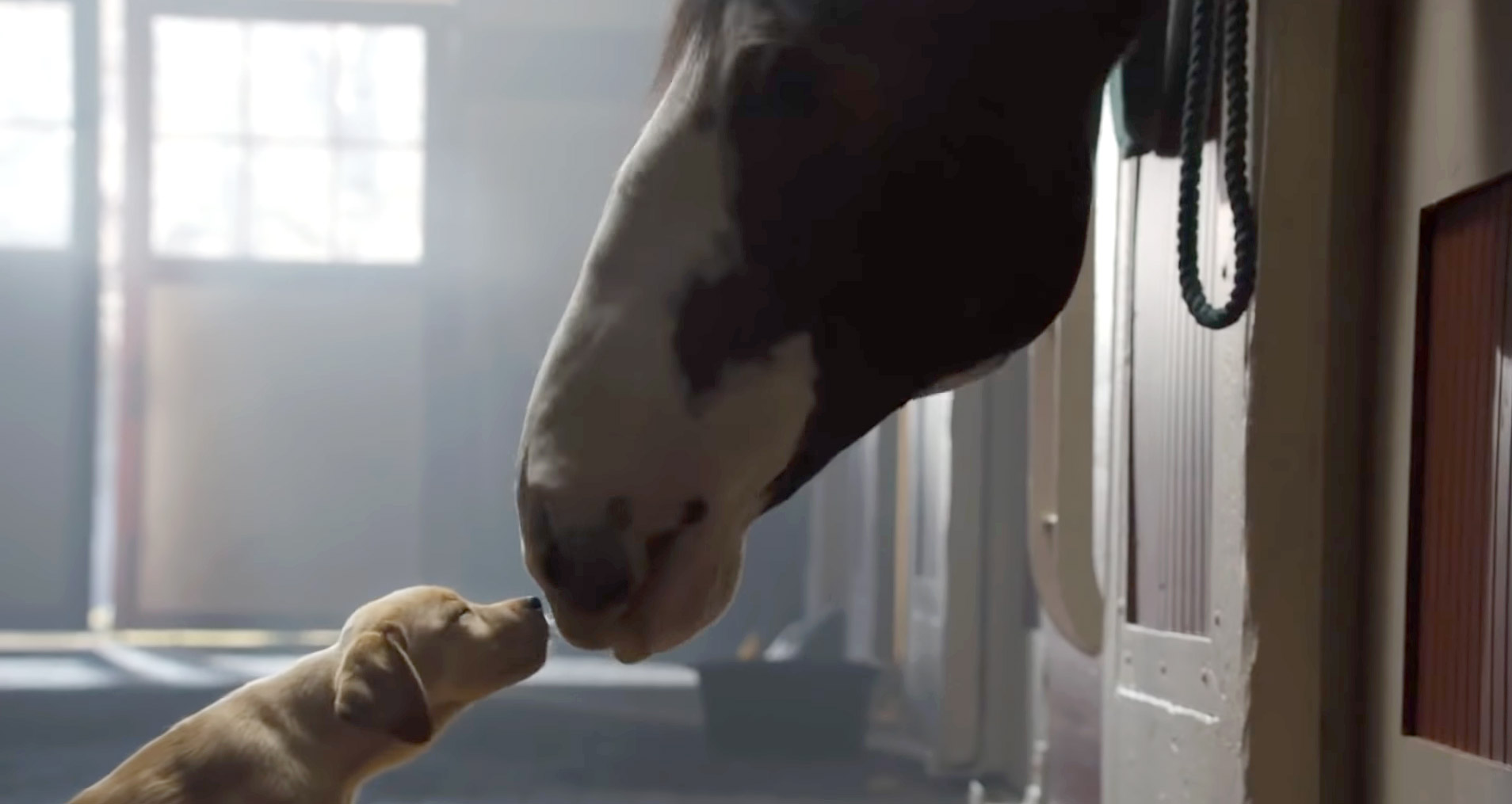 Super Bowl Commercials 2021 Clydesdale Horses SUPIRBOWL