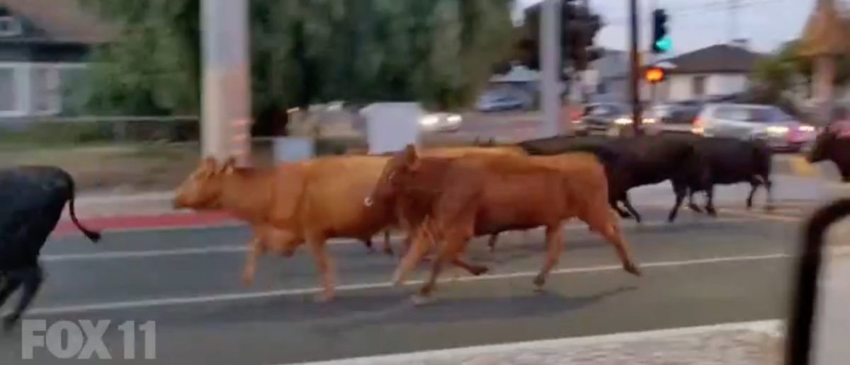 Dozens Of Cows Escape A Slaughterhouse In California The Daily Caller