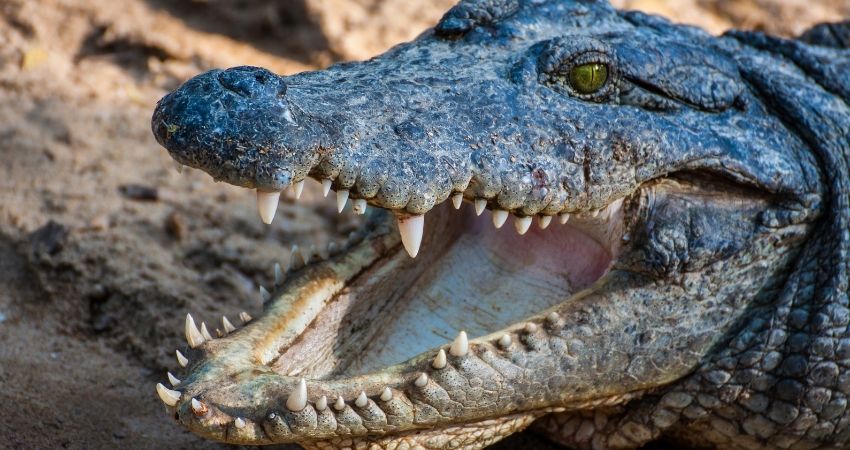 Alligator vs Crocodile What are the Differences A Tutor