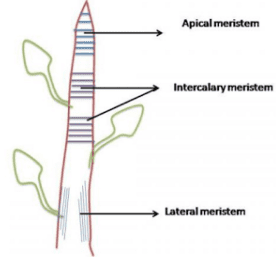 Ncert Solutions Class 9 Science Chapter 6 Tissues Updated For Cbse