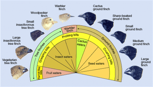 Introduction to Adaptive Radiation and Stages of Human Evolution