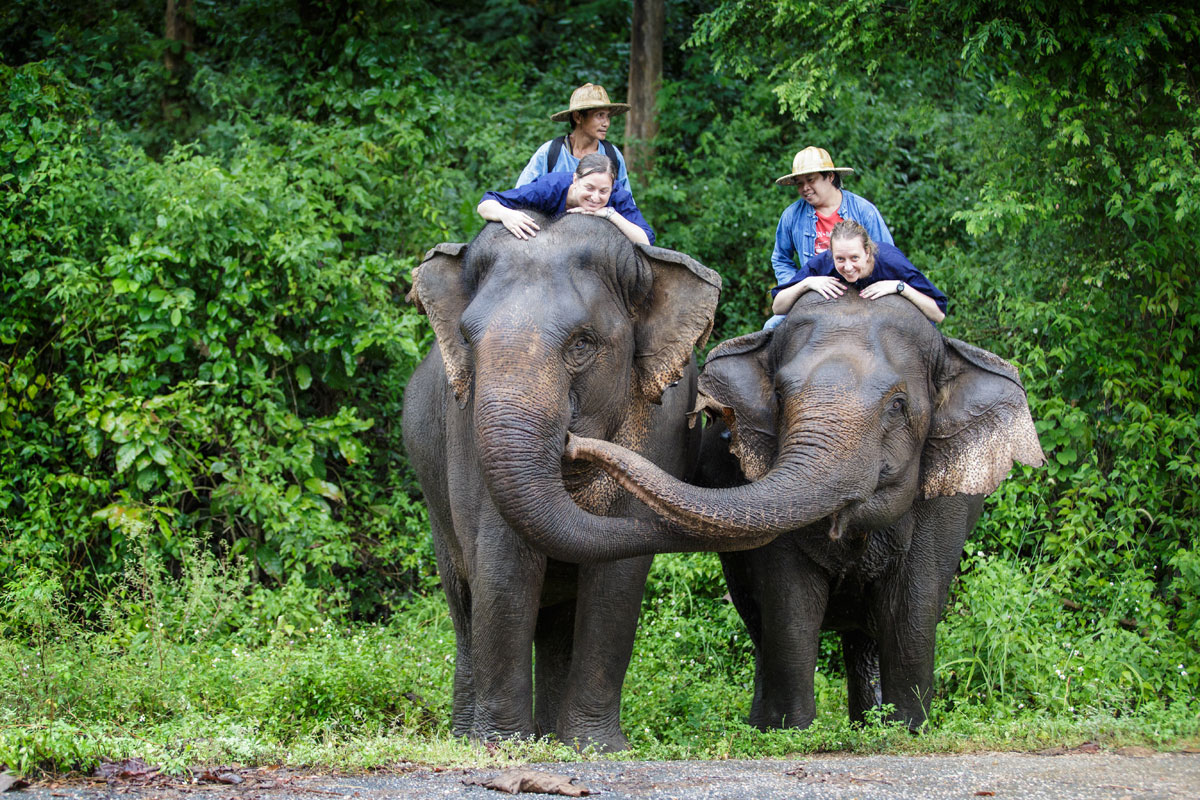 Thai Elephant Conservation Centre and Thung Kwian Plantation Explore