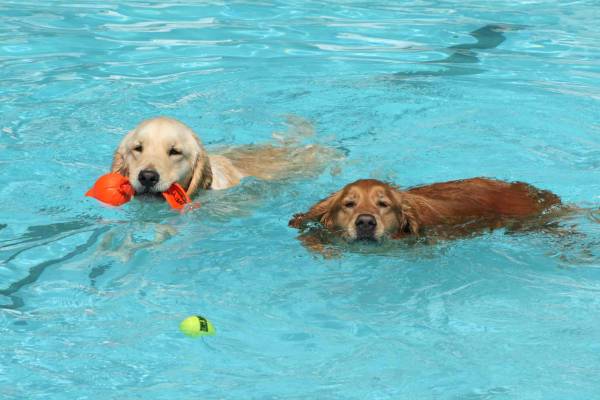 CANINE CAMP GETAWAY OF NY FIDO Friendly