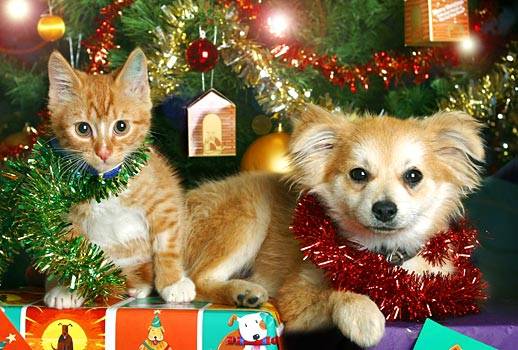 HAPPY HOLIDAYS HEALTHY PETS IMP Tips from Penn Vet to Keep Pets