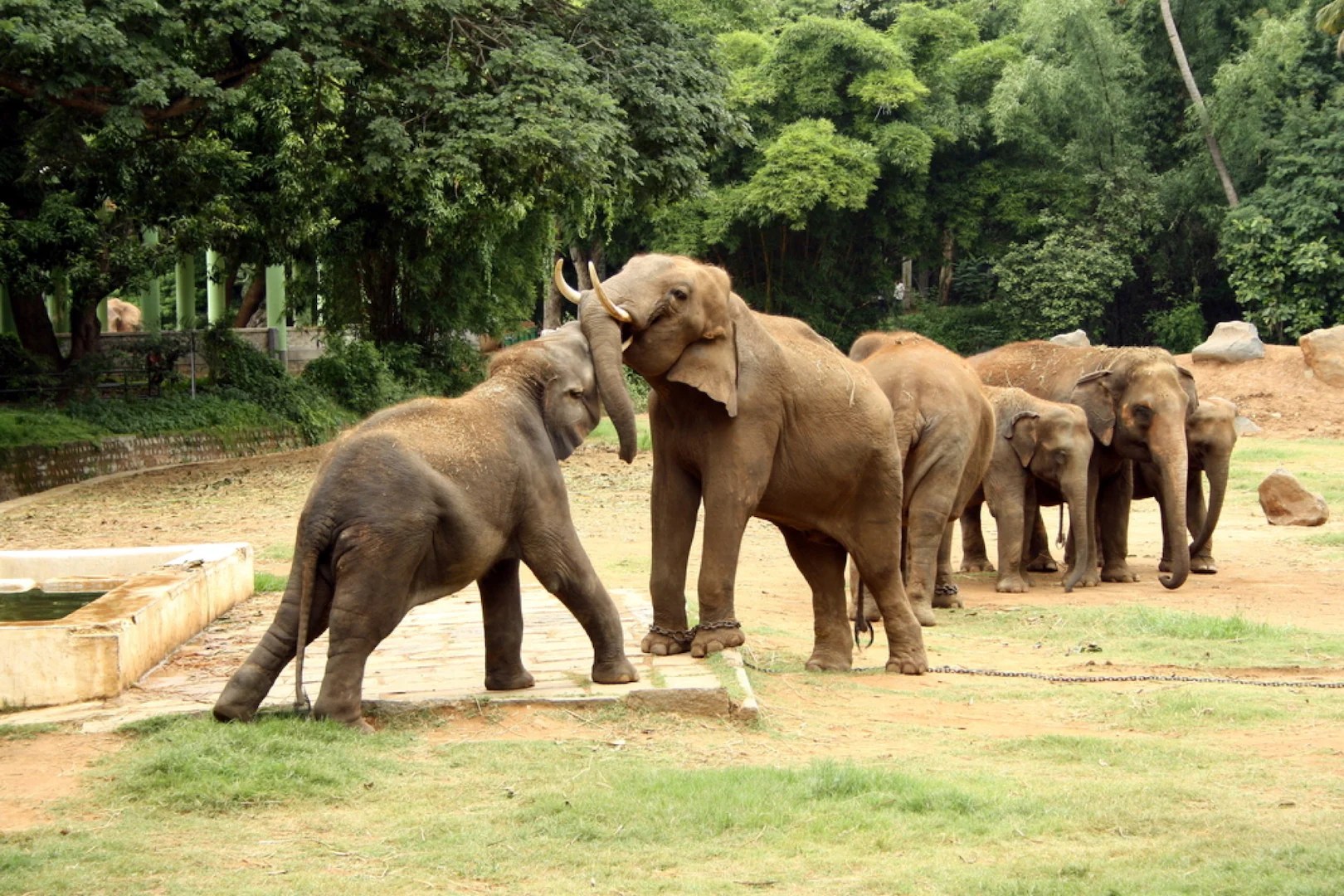 Mysore Zoo Mysore Timings, Entry Fees, Location, Facts