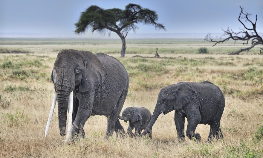 Top 15 Tips for a Safari