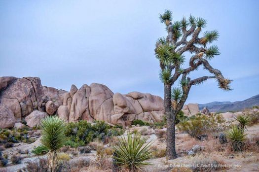 Solve Joshua Tree National Park jigsaw puzzle online with 117 pieces